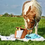 Zabi Raj Farm stay *