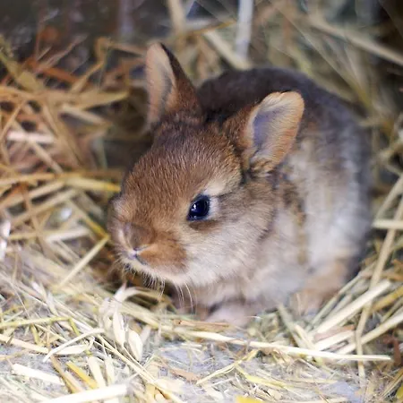 Zabi Raj Pokrzywnica